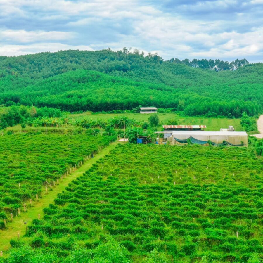 Atiso lâm đồng có gì đặc biệt