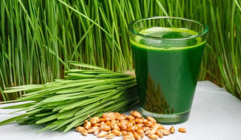 NƯỚC ĐÓNG LON ATISO - VỊ CỎ LÚA MỲ